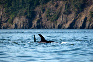 Transient Orca whale or killer whale on the water surface in Orcinus orca, Vancouver Island, Canada