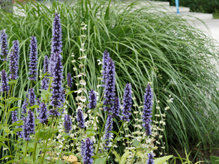 Floraison abondante d'agastache ou hysope anisée à fleurs en épis bleu, mauve et violet tubulaires au feuillage vert, odorant, simple et denté