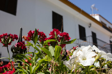 Flowers in the yard of a house. Decoration concept.