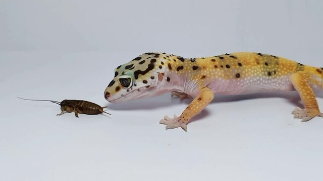Gecko eating crickets on white background