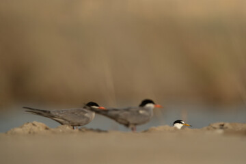 Selective focus on little tern with white-cheeked terns at the forground