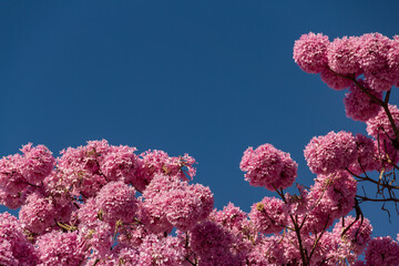 Detalhe de um ipê-bola florido. Ipê Roxo. Handroanthus impetiginosus.