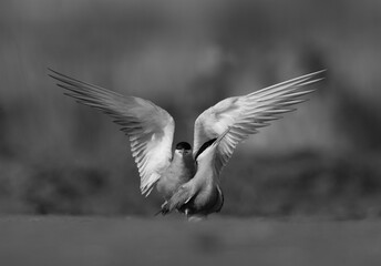 White-cheeked Tern courtship display while mating at Asker marsh, Bahrain
