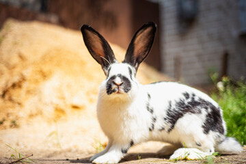 Small white and black rabbit eating green grass on the ground, domestic rabbit with big ears