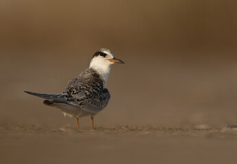 Portrait of a Juvenile Little Tern at Asker marsh, Bahrain