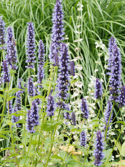 Agastache ou hysope anis&eacute;e 'Blue Fortune' (Agastache rugosa) &agrave; haut &eacute;pis de fleurs bleu-mauve tubulaires au feuillage aromatique simple, pointu et dent&eacute;