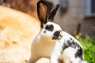 Small white and black rabbit eating green grass on the ground, domestic rabbit with big ears