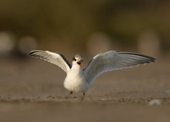 Juvenile Little Tern moving towards mother for food at Asker marsh, Bahrain
