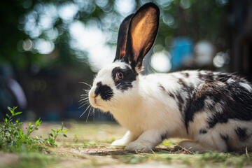 Fototapeta premium Small white and black rabbit eating green grass on the ground, domestic rabbit with big ears