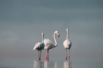 Wild african birds.  Flock of pink african flamingos  walking around the blue lagoon on the background of bright sky on a sunny day.
