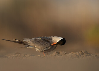 Greater Crested Tern preening at Asker marsh, Bahrain