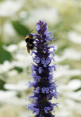  (Agastache rugosa) Agastache ou hysope anisée 'Blue Fortune' à haut épis de fleurs bleu-mauve au nectar récolté par un bourdon