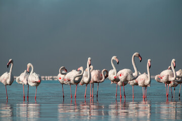 Wild african birds.  Flock of pink african flamingos  walking around the blue lagoon on the background of bright sky on a sunny day.