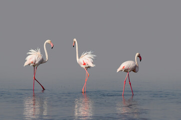 Wild african birds.  Flock of pink african flamingos  walking around the blue lagoon on the background of bright sky on a sunny day.