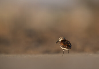 Dunlin in breeding plumage at Asker Marsh, Bahrain