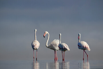 Wild african birds.  Flock of pink african flamingos  walking around the blue lagoon on the background of bright sky on a sunny day.