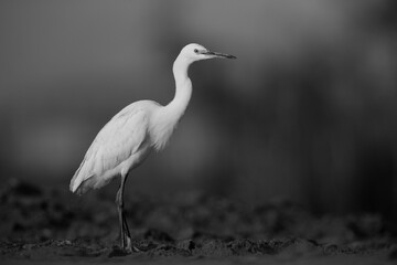 Portrait of a Little Egret at Asker marsh, Bahrain