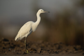 Little Egret at Asker marsh standing still, Bahrain