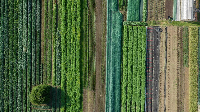 Bio Farmer Field Farming Vegetable Agricultural Farm Garden Plantation Fruit Tree Dron Aerial Video Shot Leaf Curly Cabbage Kale Winter Plant Leaves Organic Plantation Harvest Vegetables, Greenhouse