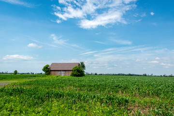 Fototapeta na wymiar Farm in a corn field in summer
