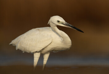 Closeup of a Little Egret at Asker marsh, Bahrain