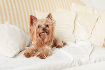 Yorkshire terrier dog lies on  pillows