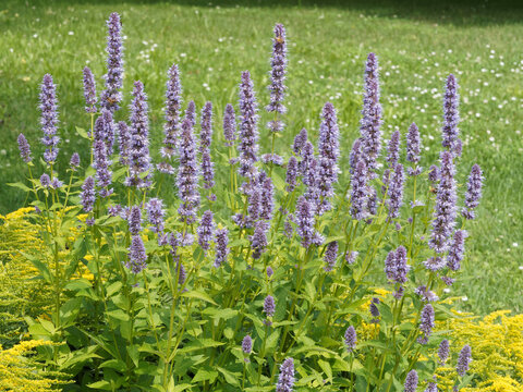 Epis floraux d'agastaches ou hysopes anisées 'Blue Fortune' (Agastache rugosa)