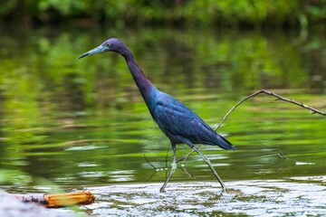 Little blue heron 