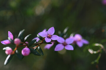 Pink flowers of Australian native Boronia ledifolia, family Rutaceae. Growing in Sydney woodland,...