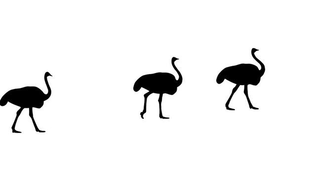 Walking ostriches, animation on the white background (seamless loop)