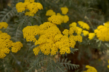 Flora of Gran Canaria - Gonospermum canariense, endemic to the western islands, garden escape on the island, natural macro floral background
