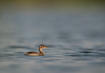 Juvenile Little grebe swimming in Buhair lake, Bahrain