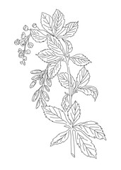 doodle illustration of healing herb and medicinal plant