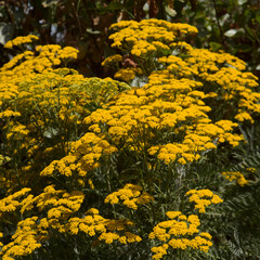 Flora of Gran Canaria - Gonospermum canariense, endemic to the western islands, garden escape on the island, natural macro floral background
