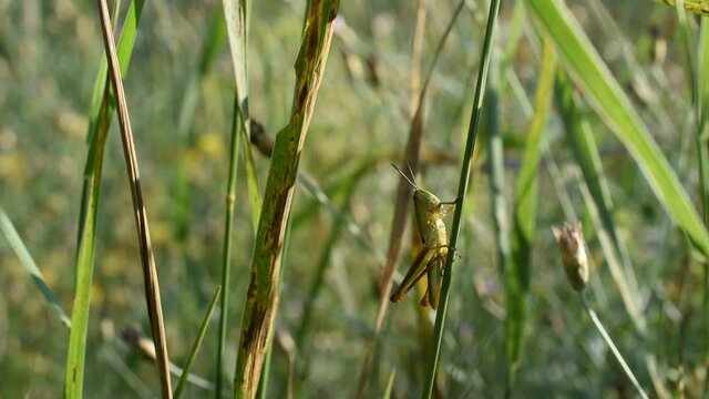 Closeup of the common green grasshopper climbing a grass stem