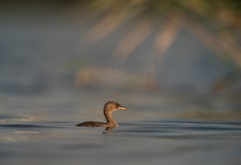 Juvenile Little grebe in Buhair lake, Bahrain