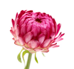 Flowers of Xerochrysum bracteatum,  golden everlasting or strawflower, isolated on white background 
