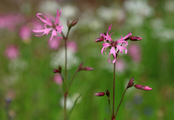 Close up of Ragged Robin flowers, Scotland
