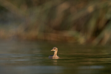 Juvenile Little grebe at Buhair lake, Bahrain