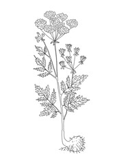 doodle illustration of healing herb and medicinal plant