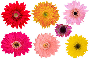 Collage of Mix-Color (Fuchsia,Punch,Yellow,Pink,Red,Orange) Gerbera Daisy as background picture.Flower on clipping path.