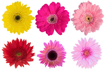 Multi-Color Gerbera Daisy as background picture.flower on clipping path.