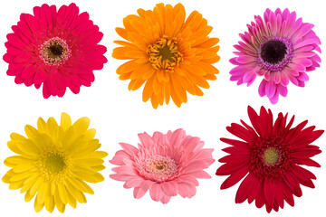 Multi-Color Gerbera Daisy as background picture.flower on clipping path.