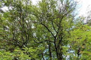 green leaves in the forest