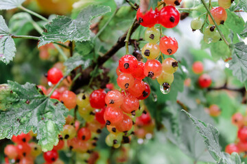 Red currant on a branch in the sun. Edible small fruit.