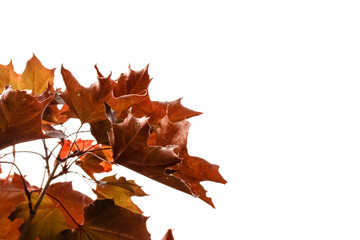 A branch with red maple leaves isolated on a white background. Autumn forest