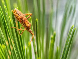 The American plug (Leptoglossus occidentalis) is a bug whose natural habitats are: Mexico, Canada, and the United States. In Europe, the presence of this insect was first recorded in 1999 in Italy.
