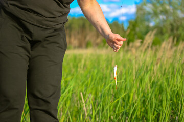 Caught fish. A woman is holding a catch in her hand - a small fish caught on a hook standing on the bank of a river against a background of green rushes and trees. Unrecognizable person. Fishing joy.