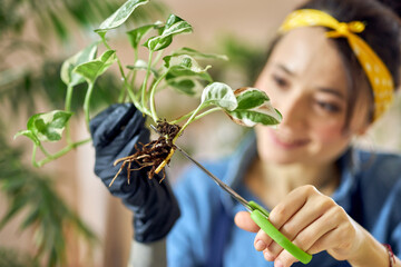 Young woman, female gardener using scissors for trimming or pruning house plant at home