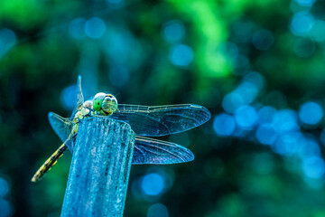 Close up of a dragon fly